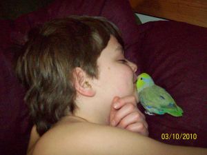 Austin and Kiwi (3 y/o Pacific Parrotlet)